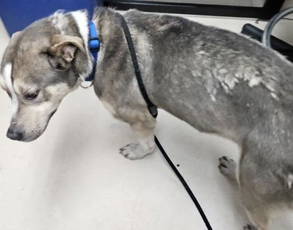 BENJI - Siberian Husky / Pit Bull Terrier available for adoption