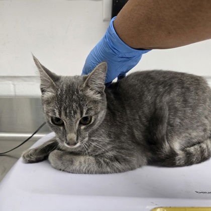 PATI - Domestic Short Hair available for adoption