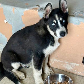ARTHUR READ - Husky / Shepherd available for adoption