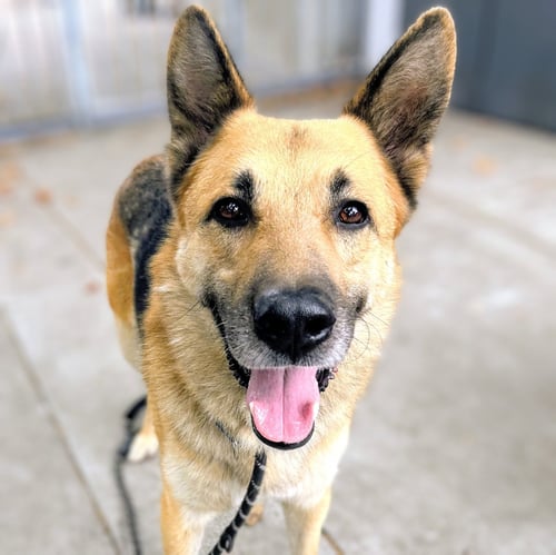 JAIRO - German Shepherd Dog available for adoption