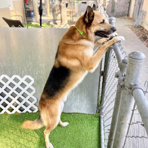 JAIRO - German Shepherd Dog available for adoption