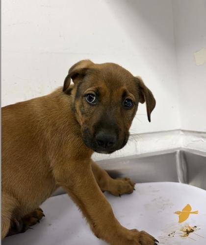 SPIDER MAN - German Shepherd Dog / Pit Bull Terrier available for adoption