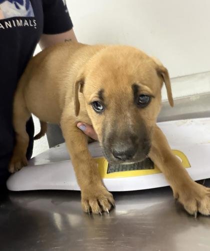 MARVEL - German Shepherd Dog / Pit Bull Terrier available for adoption