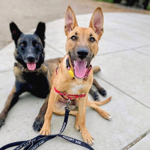 MARVEL - German Shepherd Dog / Pit Bull Terrier available for adoption