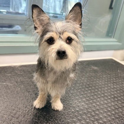 MIRACLE - Yorkshire Terrier Yorkie available for adoption