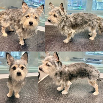 MIRACLE - Yorkshire Terrier Yorkie available for adoption