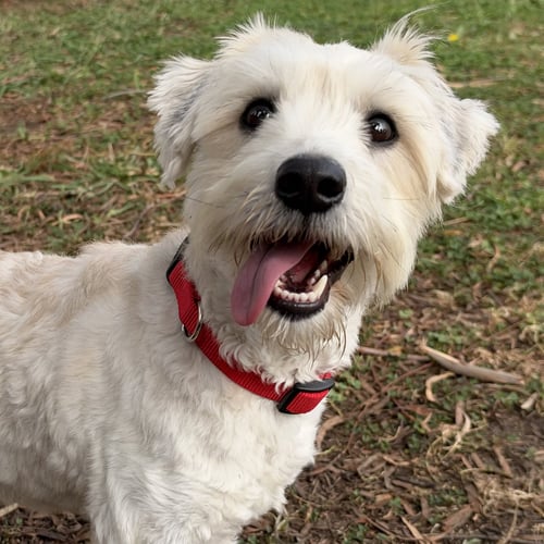 JUNIOR WALKER - Poodle (Miniature) / Terrier available for adoption
