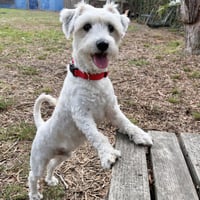 Junior Walker - Photo 4