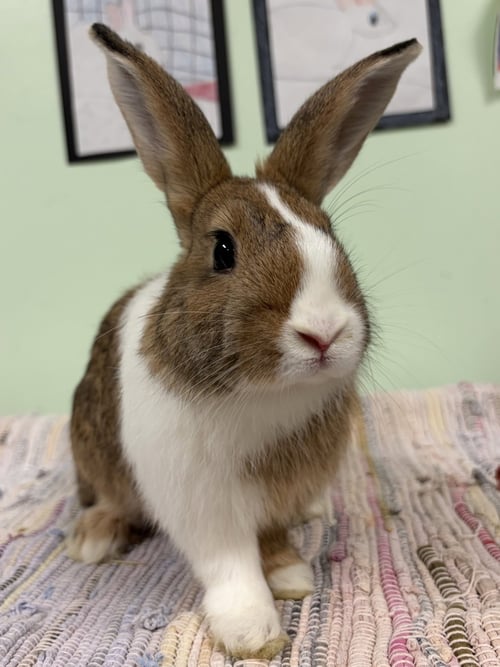 MARIGOLD - American available for adoption
