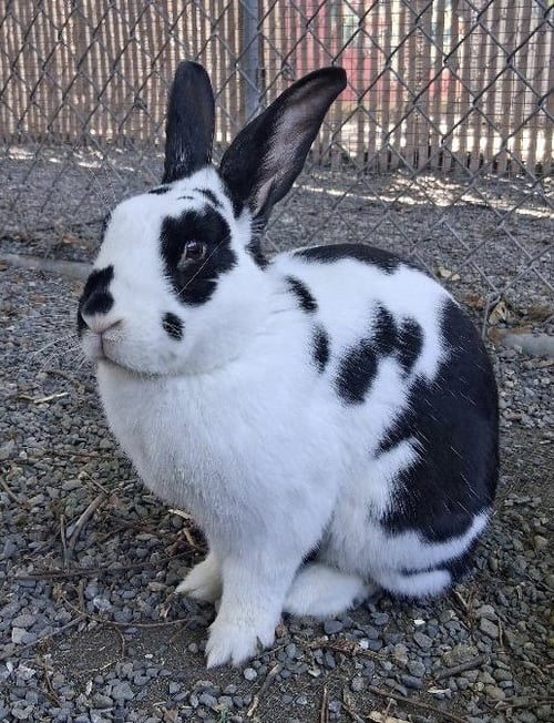 MOO - American available for adoption