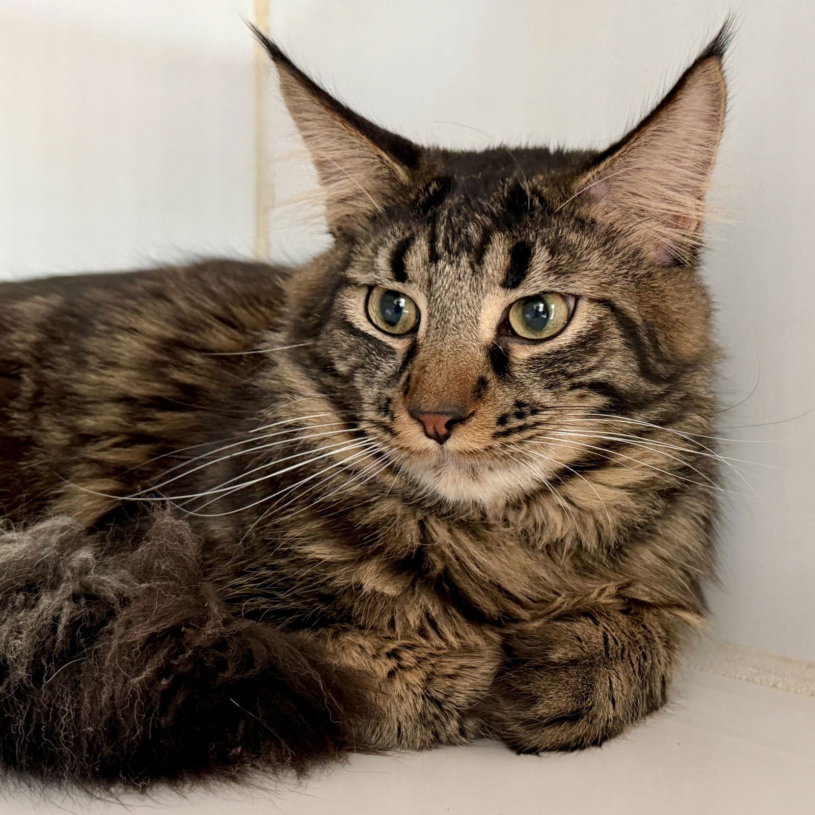 SIMBA (BONDED W/ WINTER) - Maine Coon available for adoption