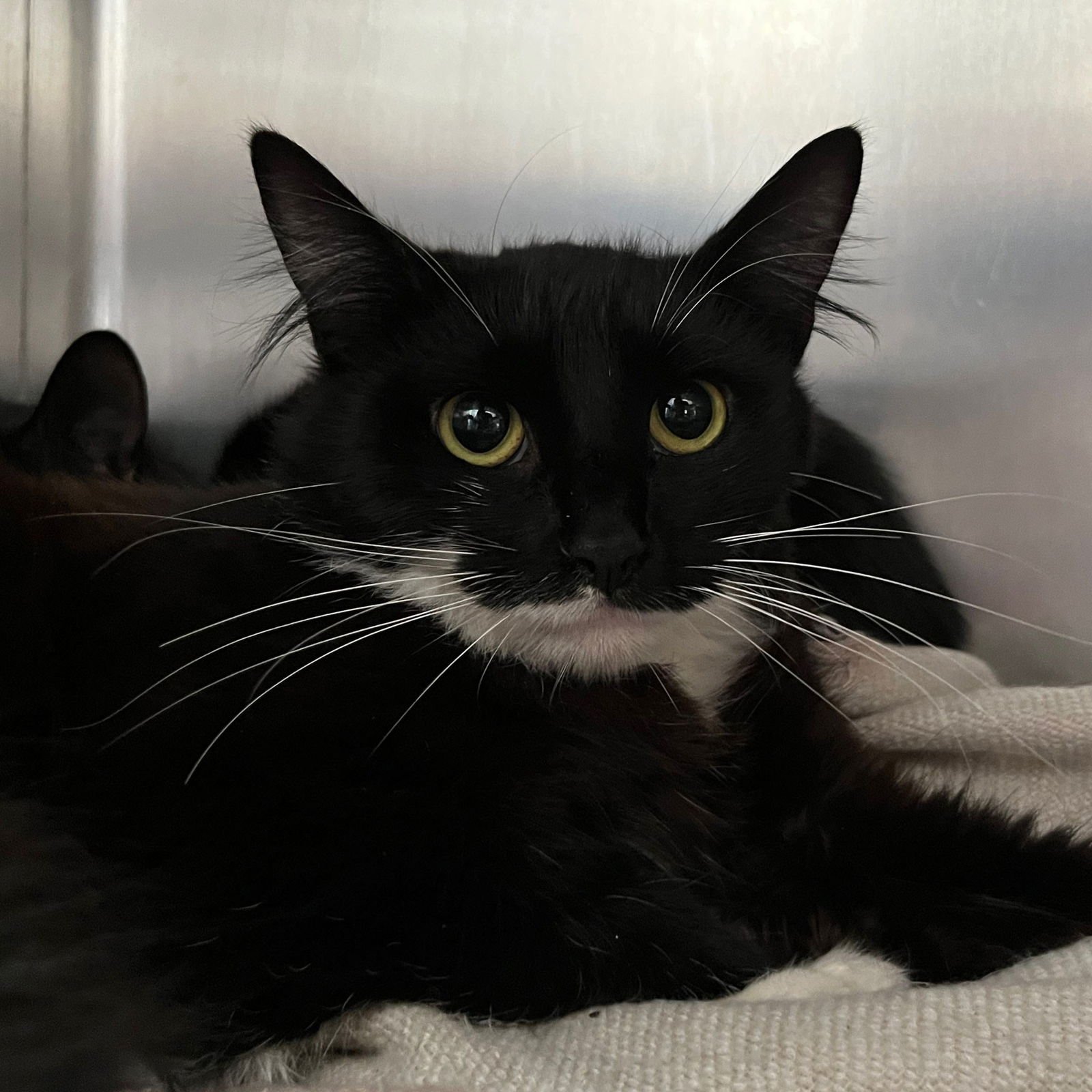 DAPHNE (BONDED W/ FRANCESCA) - Domestic Short Hair available for adoption