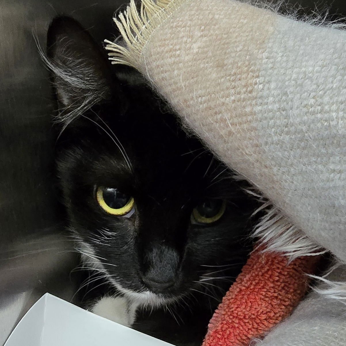 DAPHNE (BONDED W/ FRANCESCA) - Domestic Short Hair available for adoption