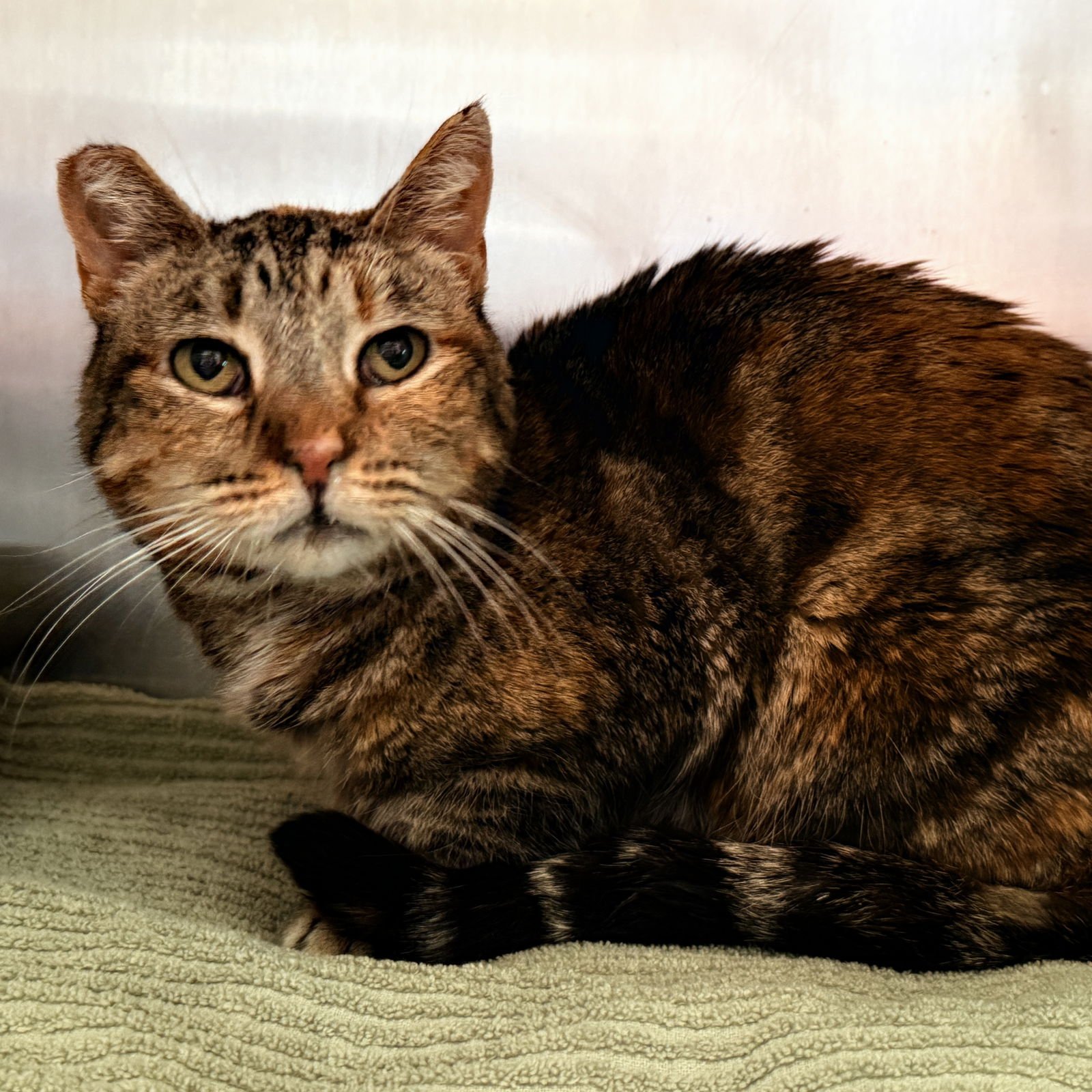 MARYANNE - Domestic Short Hair available for adoption