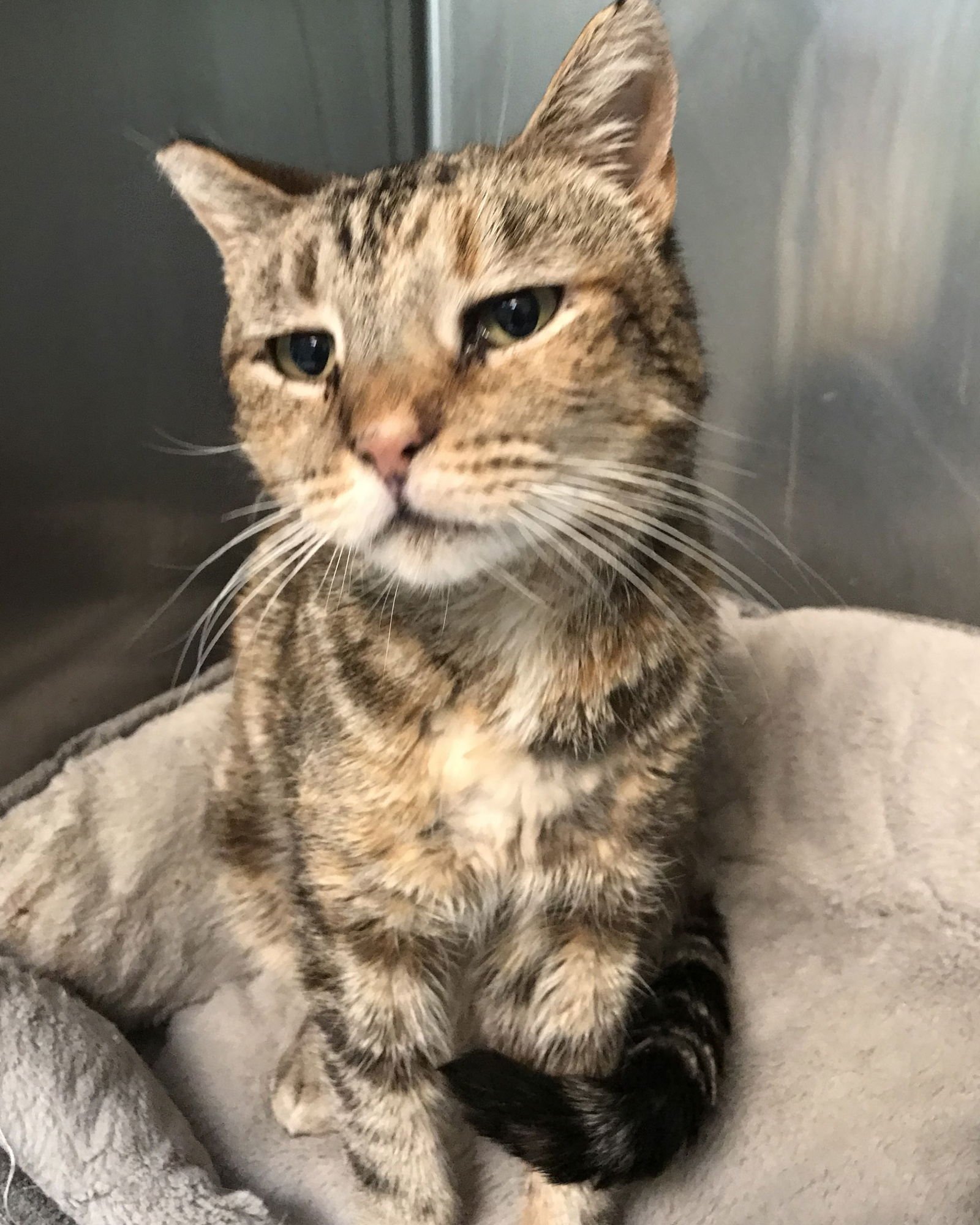 MARYANNE - Domestic Short Hair available for adoption