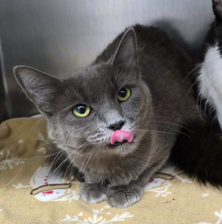 CAMI - Domestic Short Hair available for adoption