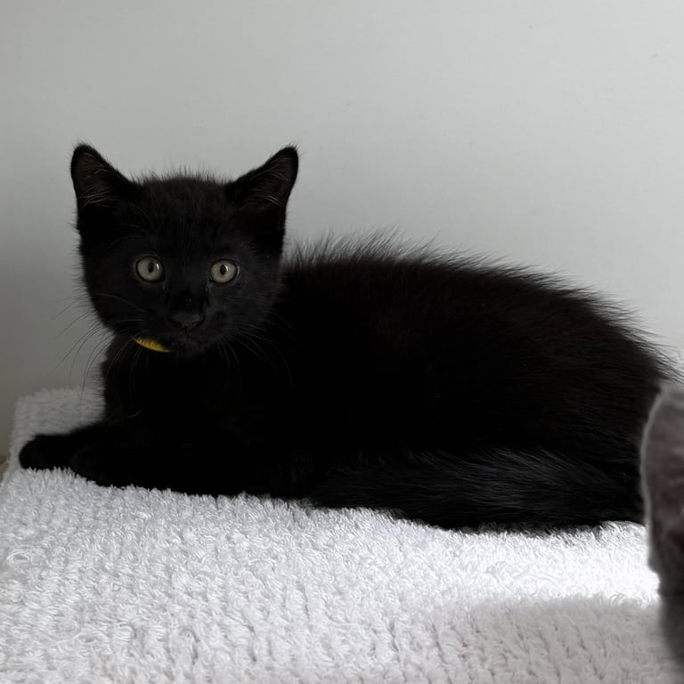 Sir Isaac Mewton Image