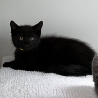 Sir Isaac Mewton - Photo 1
