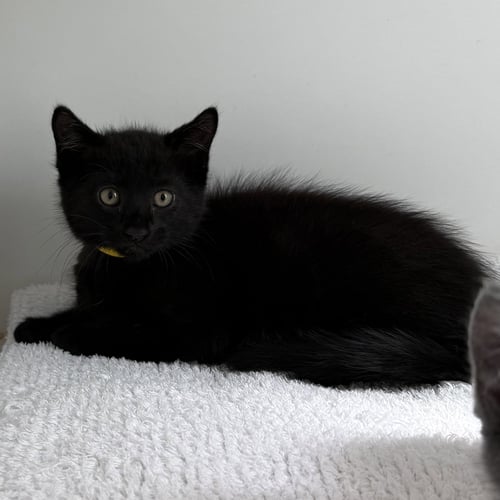 SIR ISAAC MEWTON - Domestic Short Hair available for adoption