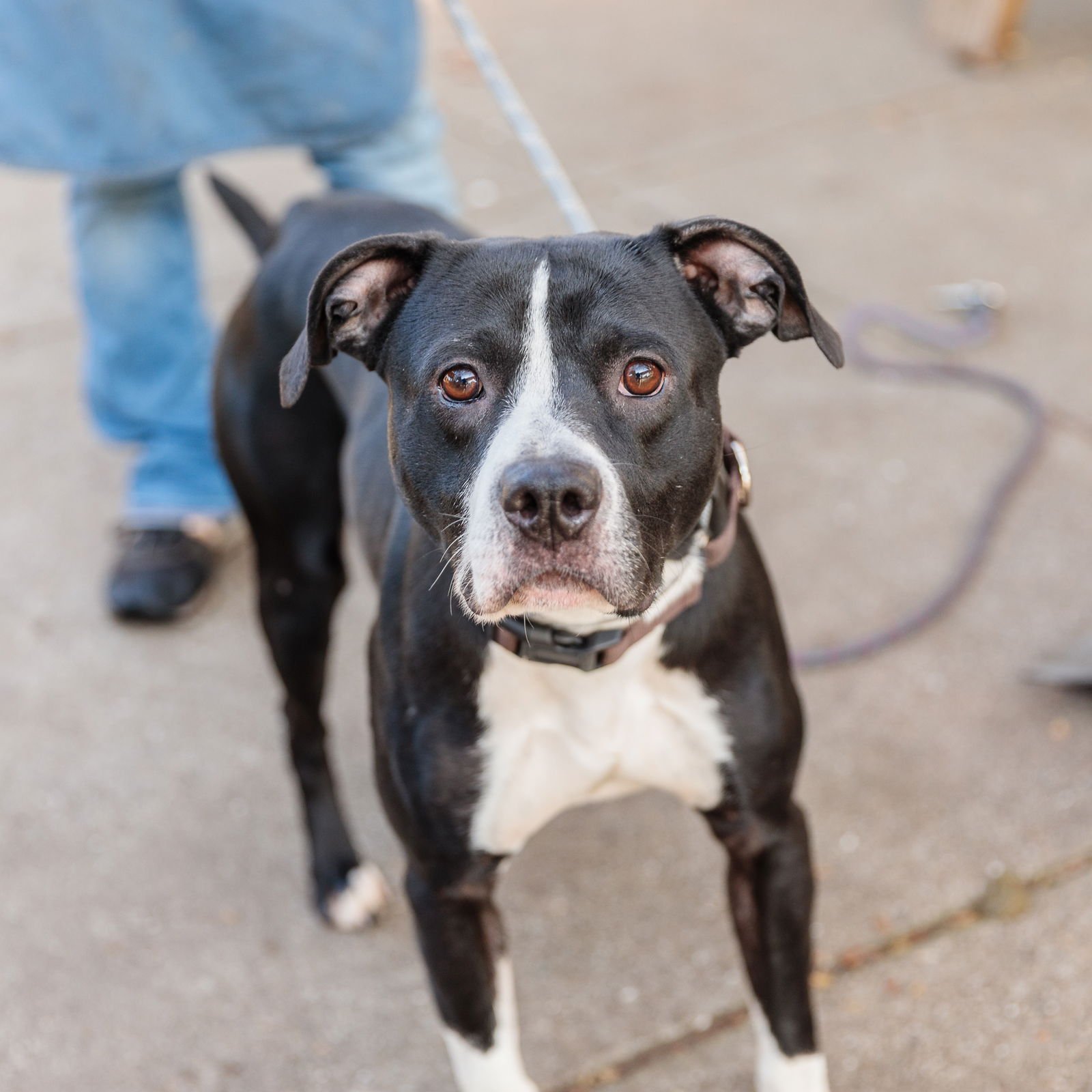 PIANO - American Pit Bull Terrier available for adoption