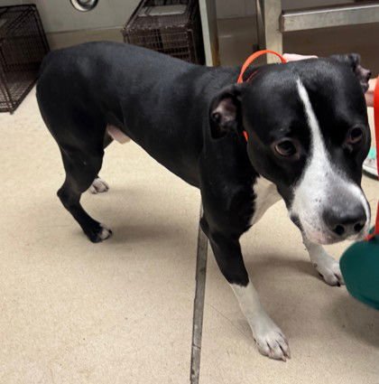 PIANO - American Pit Bull Terrier available for adoption