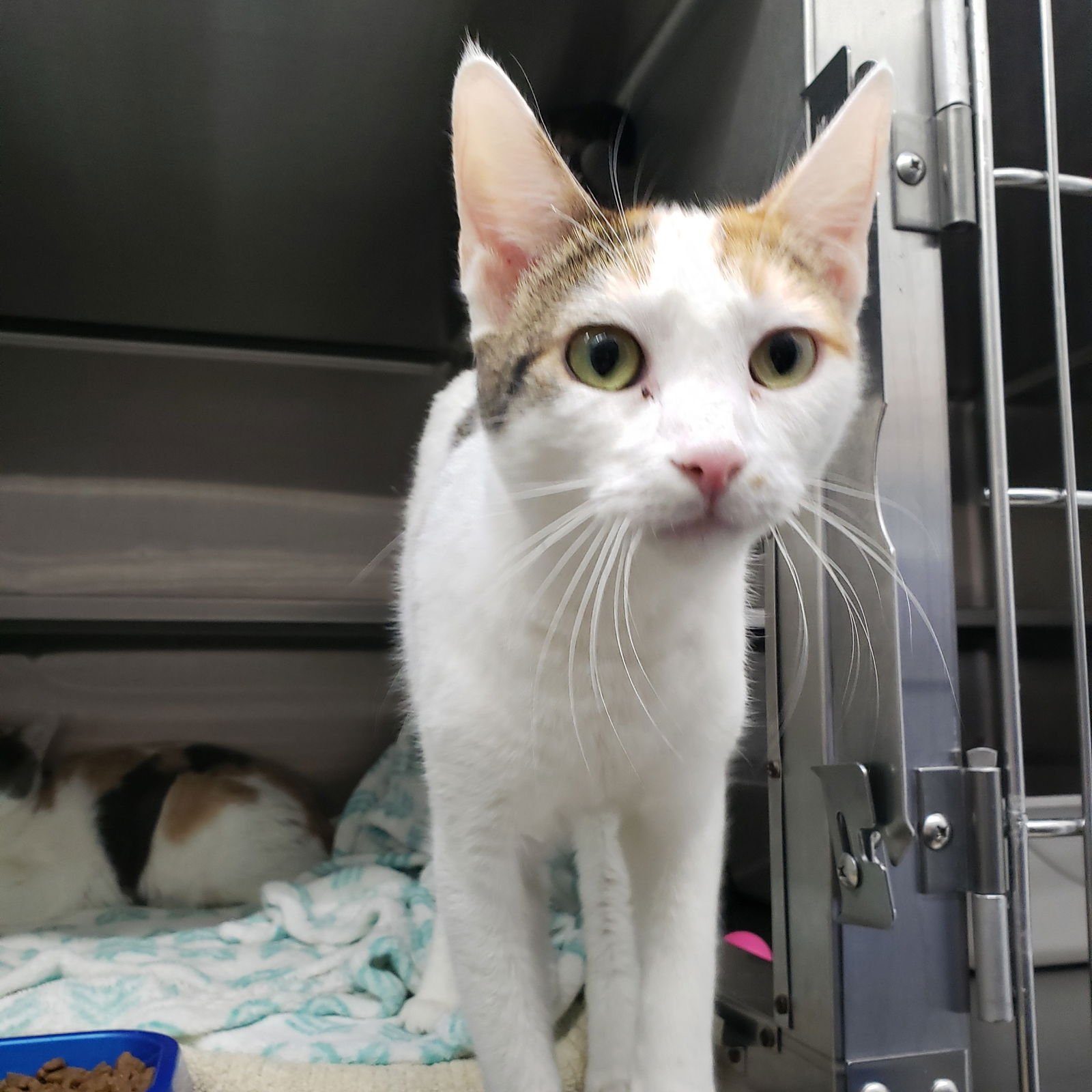 CHARLOTTE - Domestic Short Hair available for adoption