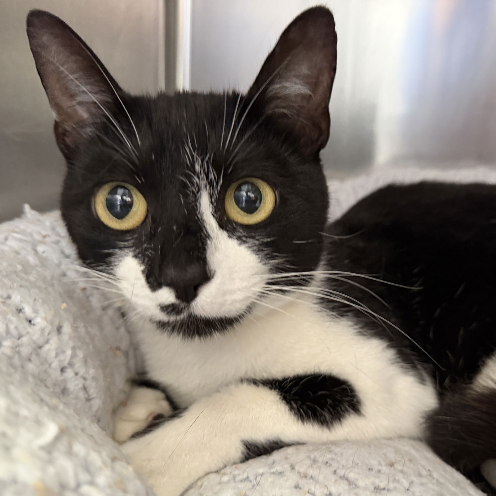 LILAC - Domestic Short Hair available for adoption