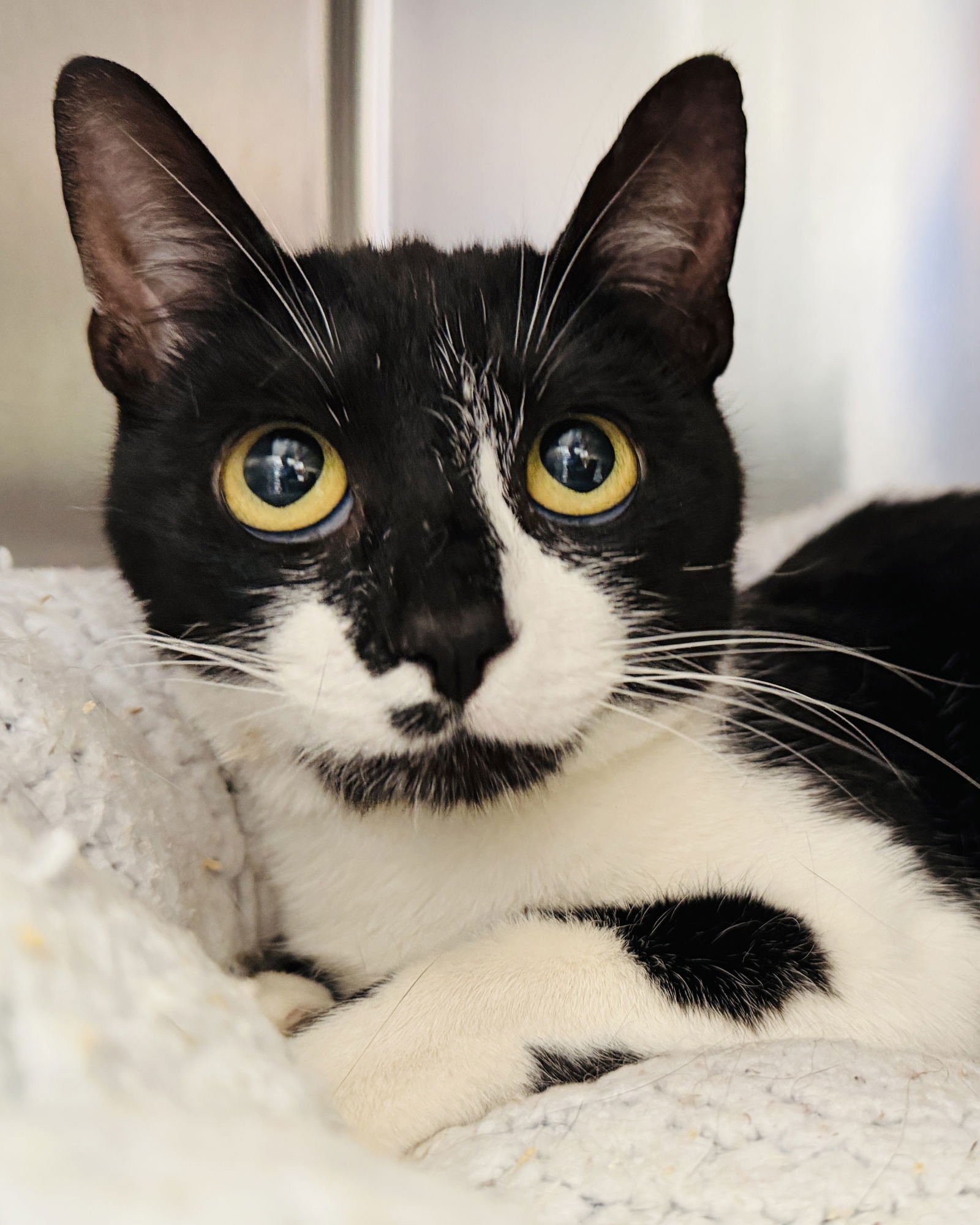 LILAC - Domestic Short Hair available for adoption