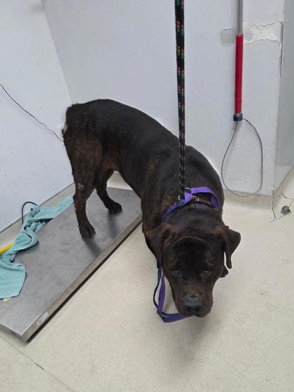 MOCHI - Cane Corso Mastiff available for adoption