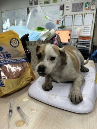 HAWKINS - American Pit Bull Terrier available for adoption