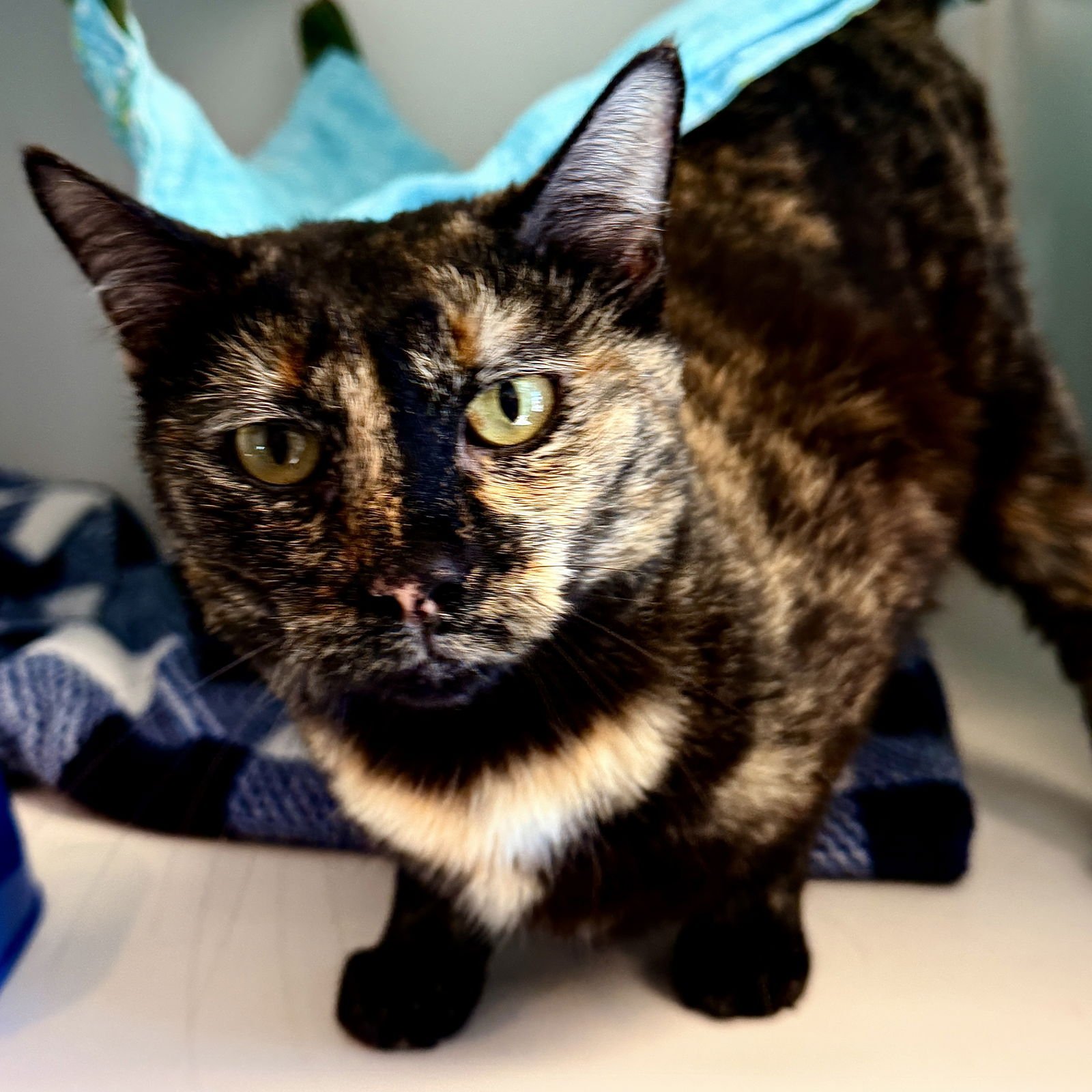 CINDER - Domestic Short Hair available for adoption