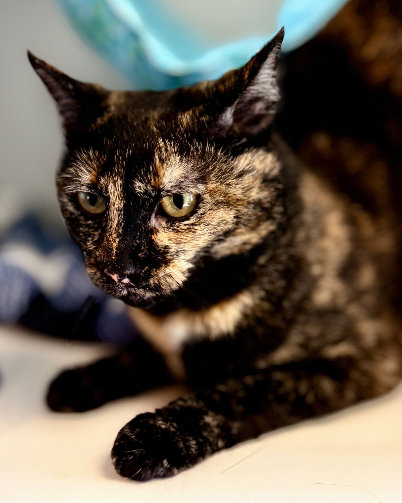 CINDER - Domestic Short Hair available for adoption