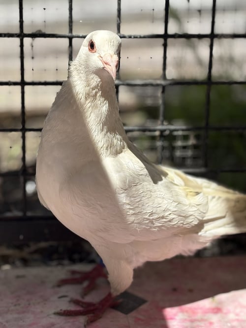 YERBA MATE - Pigeon available for adoption
