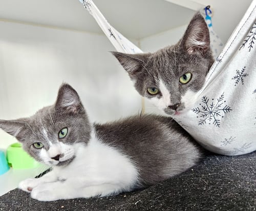 MARTIN (BONDED W/ GEORGE) - Domestic Short Hair available for adoption