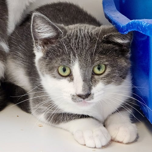 MARTIN (BONDED W/ GEORGE) - Domestic Short Hair available for adoption