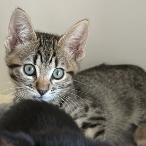 LARK (BONDED W/ CROW) - Domestic Short Hair available for adoption