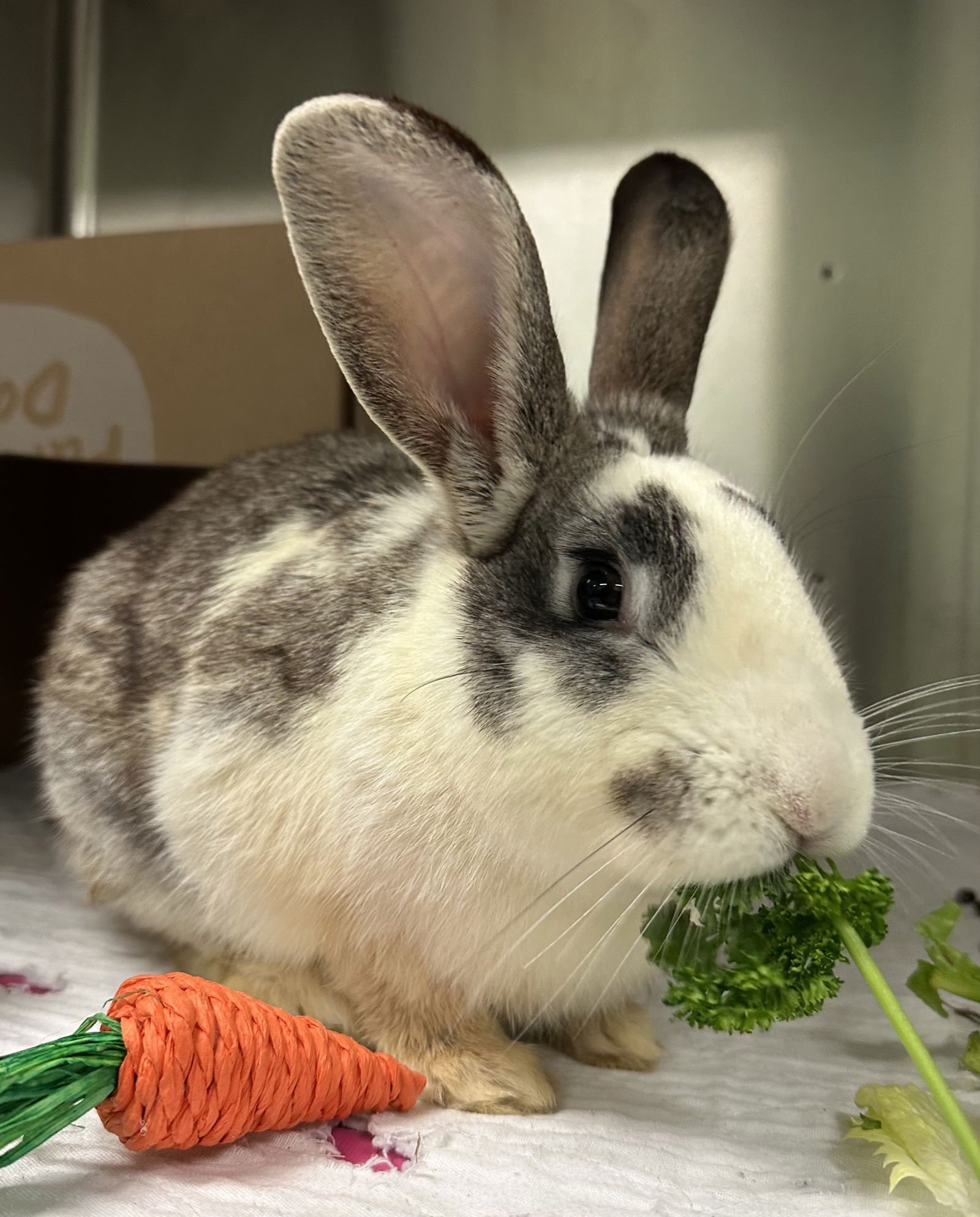 EUGENE - American available for adoption