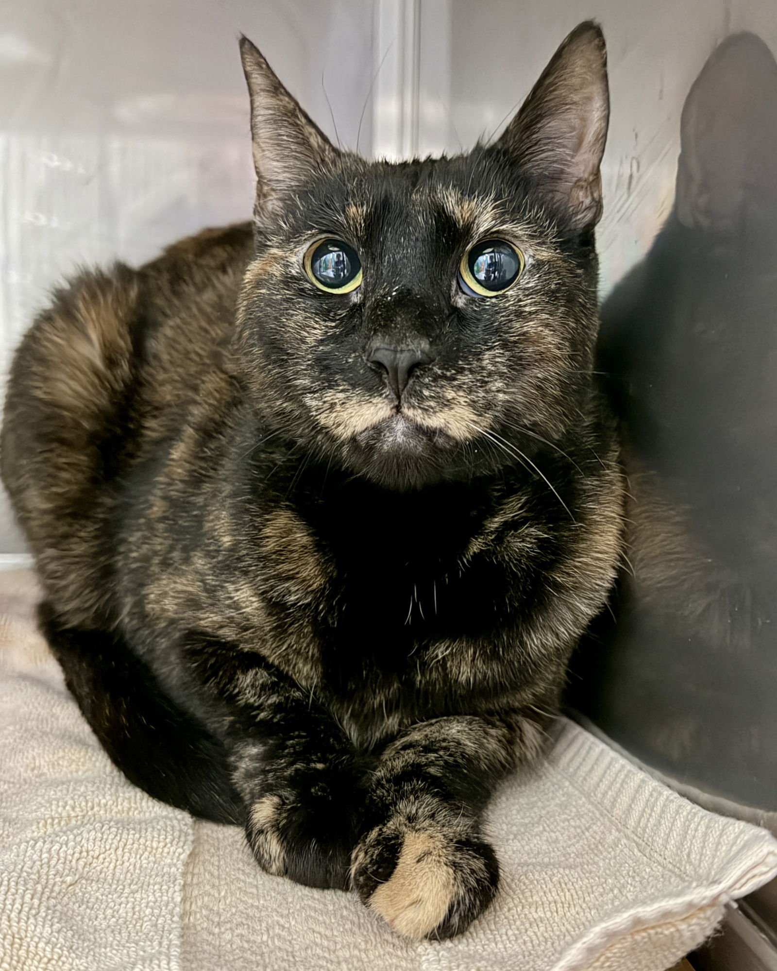 PICKLES - Domestic Short Hair available for adoption