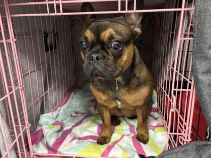 XENA - French Bulldog available for adoption