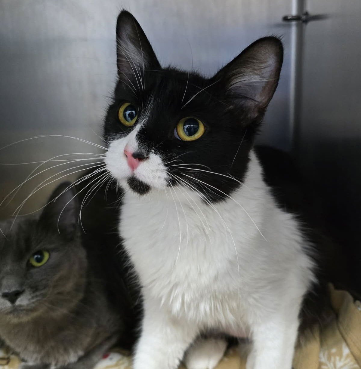 CELESTE - Domestic Short Hair available for adoption