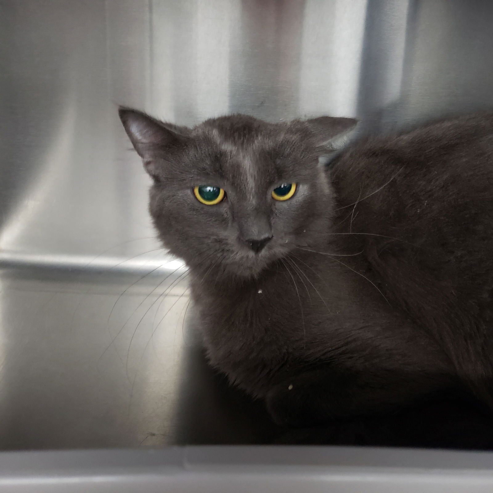 CALISTA - Domestic Short Hair available for adoption