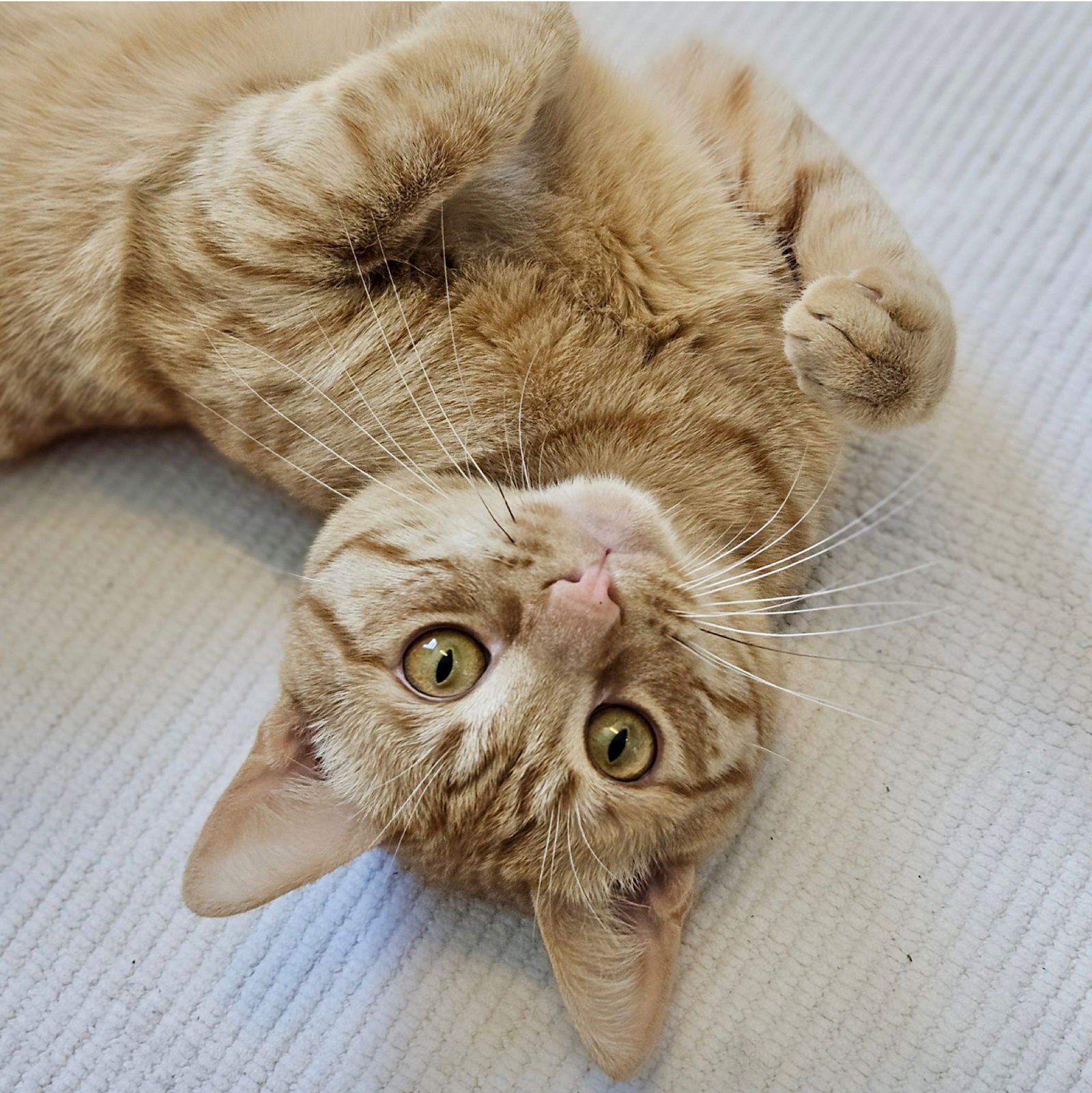 SNACKS - Domestic Short Hair available for adoption