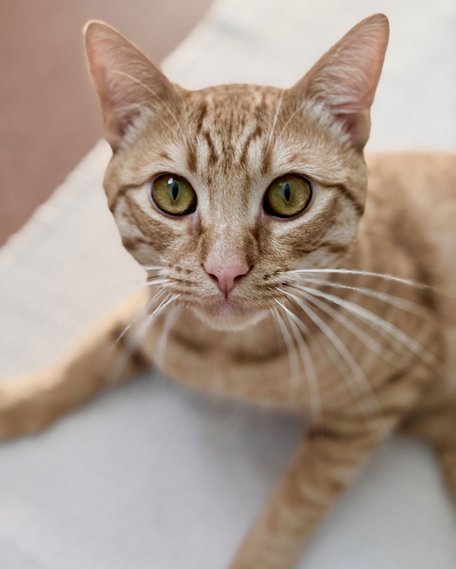 SNACKS - Domestic Short Hair available for adoption