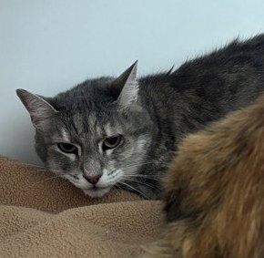SYLVIE (BONDED W/ EMMA) - Domestic Medium Hair available for adoption