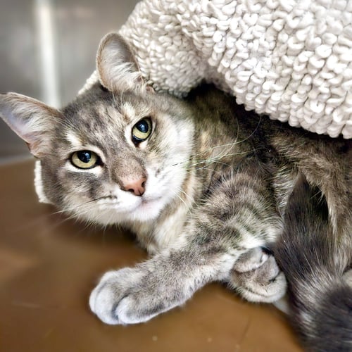 SYLVIE (BONDED W/ EMMA) - Domestic Medium Hair available for adoption