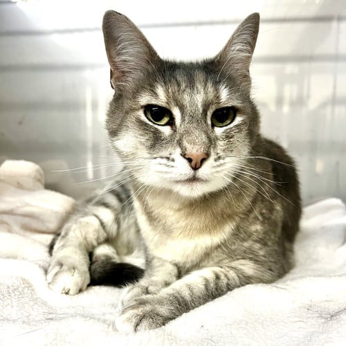 SYLVIE (BONDED W/ EMMA) - Domestic Medium Hair available for adoption