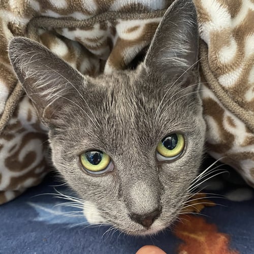 DIAMOND - Domestic Short Hair available for adoption