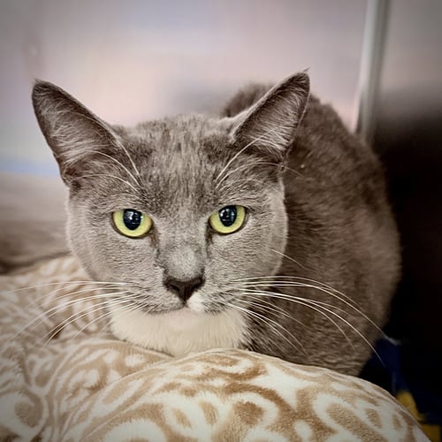 DIAMOND - Domestic Short Hair available for adoption