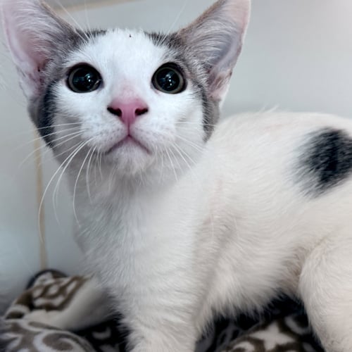 J-HOPE (BONDED W/ JIMIN) - Domestic Short Hair available for adoption