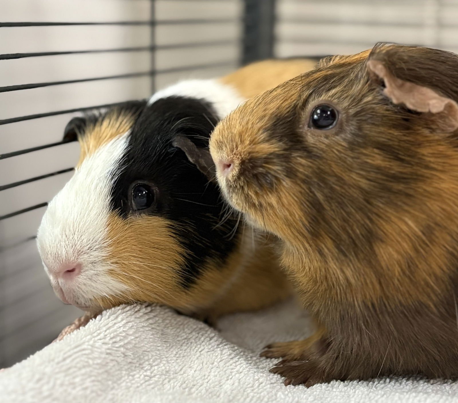 BROWNIE (BONDED W/ HASHIMOTO) - Unknown available for adoption